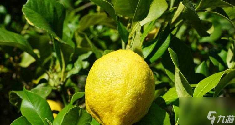 游戏中的奇幻之旅——妄想山海柠檬树的分布与探索 探秘柠檬树的神秘世界