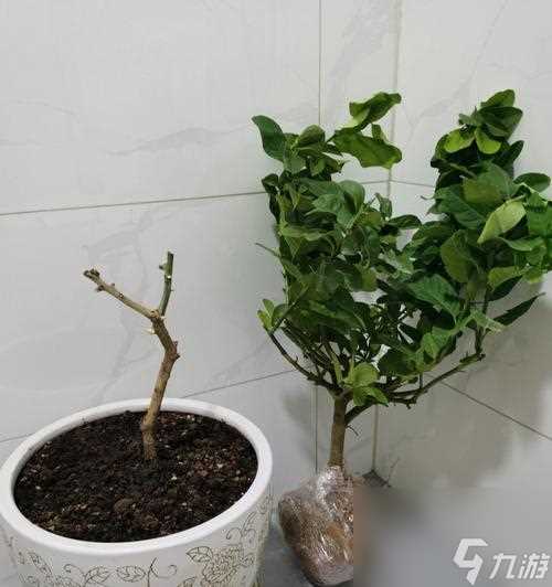 游戏中的奇幻之旅——妄想山海柠檬树的分布与探索 探秘柠檬树的神秘世界