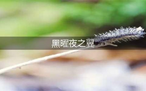 《魔兽世界》黑曜夜之翼怎么获得 黑曜夜之翼获取方法