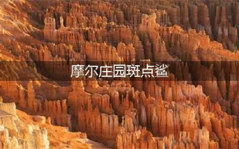 摩尔庄园手游斑点鲨怎么钓 斑点鲨出现时间和位置一览