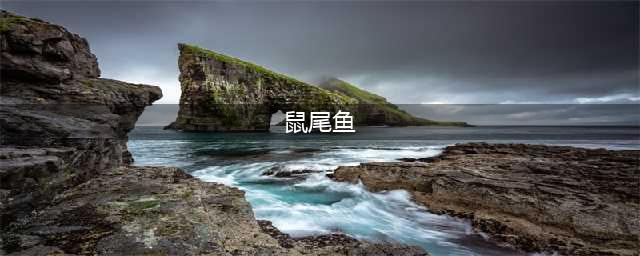 《魔兽世界》怀旧服食谱美味鼠尾鱼怎么样 食谱美味鼠尾鱼介绍(鼠尾鱼)