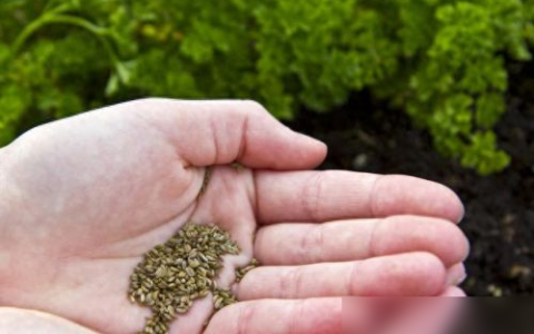 大棚番茄能做到1次栽培3次收获 大棚番茄栽培新技术有什么