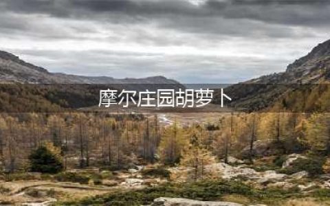 摩尔庄园手游胡萝卜盖饭菜谱攻略