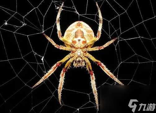 数码宝贝新世纪泡泡兽怎么进化 数码宝贝路线进化攻略