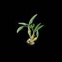 《我的侠客》益母草图鉴