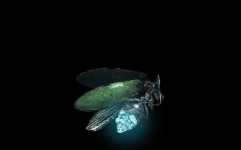 艾尔登法环辉石萤火虫效果介绍