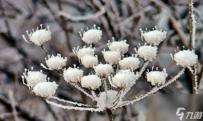 《探索重建家园高级药草之路》 在游戏中寻找高级药草的在哪里和攻略