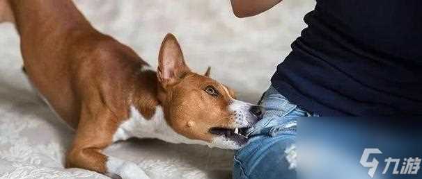 怎么以游戏为主训练自己的狗狗 营造良好氛围