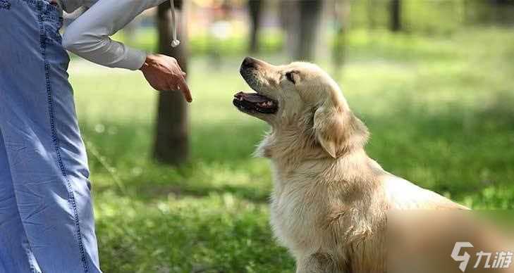 怎么以游戏为主训练自己的狗狗 营造良好氛围