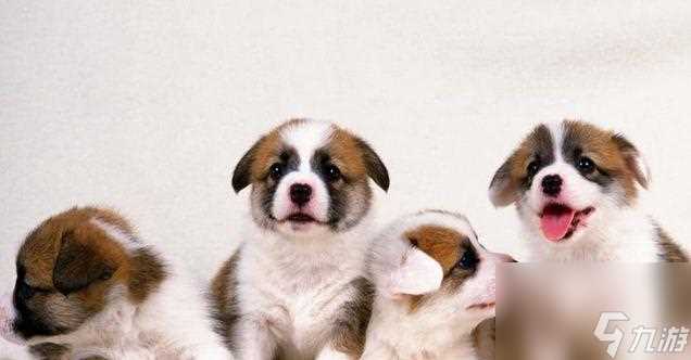 怎么以游戏为主训练自己的狗狗 营造良好氛围