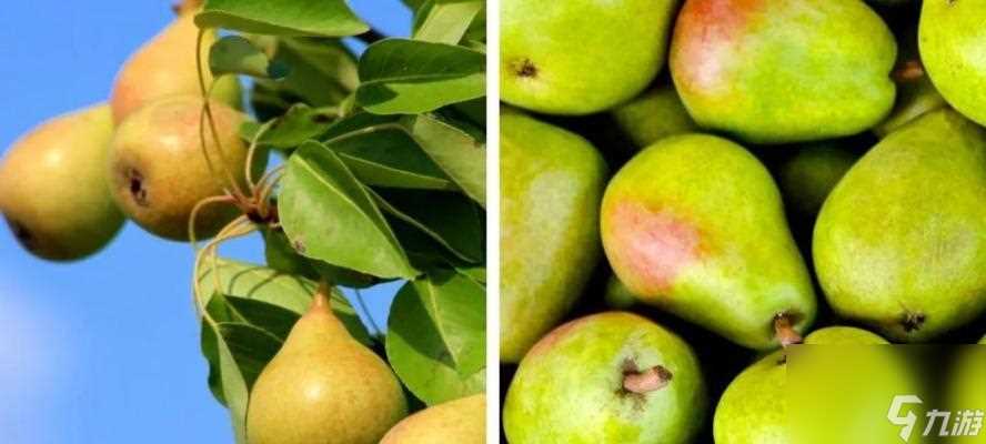 制作山海冷香流霞花束游戏攻略 游戏玩家必看的花束制作技巧