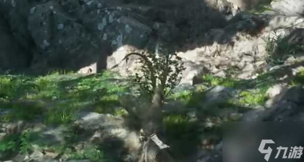 黑神话悟空漱玉花种子在哪 黑神话悟空漱玉花哪里多