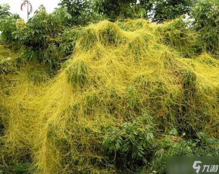 《重生细胞》藤蔓符文获取攻略 快速掌握获取技巧