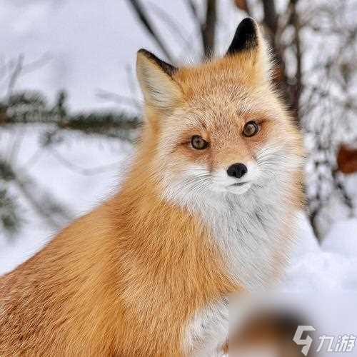 《妄想山海》游戏中怎么获取狐狸头时装的方法 打造个性狐狸头