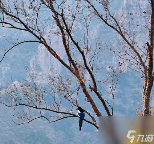 妄想山海云魅怪打法攻略 云魅怪的弱点与高效打击方法