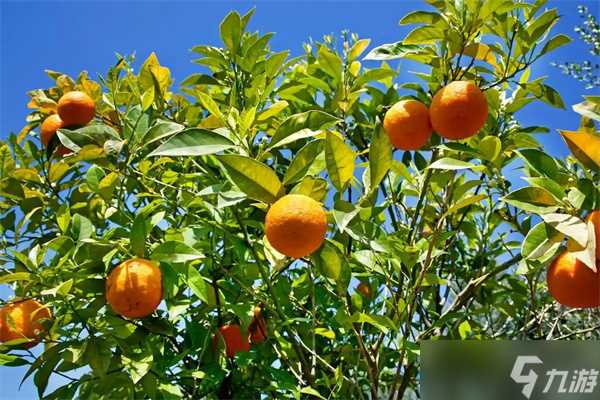 2025海龟汤题目和答案全套-海龟汤题目答案全解析-第四章